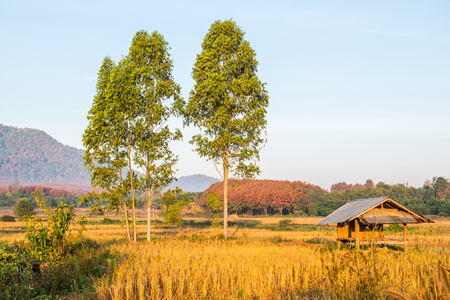 Agricultural field with morning sunlight, Thailand.の写真素材