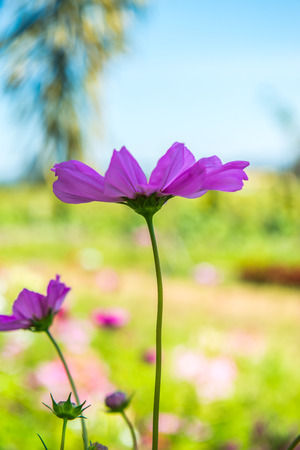 Cosmos flower with blue sky background, Thailand.の写真素材