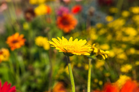 Close up of Gerbera flower, Thailand.の写真素材