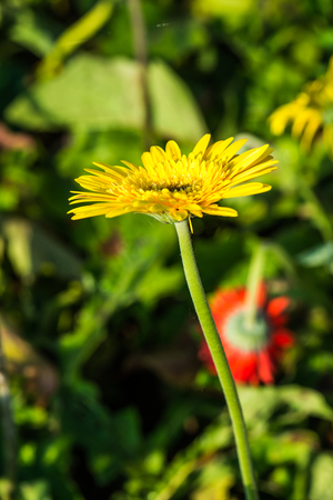 Close up of Gerbera flower, Thailand.の写真素材