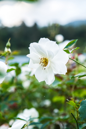 White rose in the garden, Thailand.の写真素材