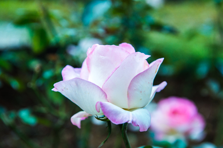 Pink rose in the garden, Thailand.の写真素材