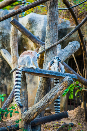 Ring tailed lemur in Thai, Thailand.の写真素材