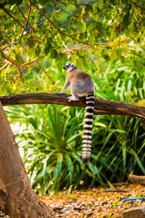 Ring tailed lemur in Thai, Thailand.