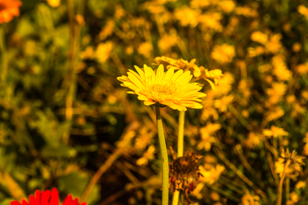 Close up of Gerbera flower, Thailand.の写真素材