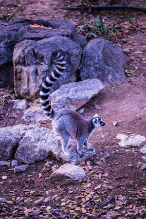 Ring tailed lemur in Thai, Thailand.