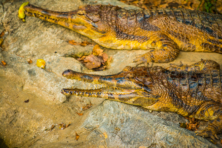 False gharial on rock, Thailand.