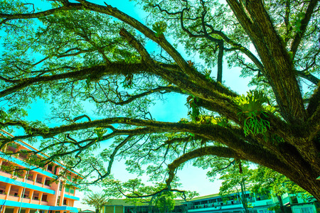 Beautiful Jamjuree tree in Chiangkham district, Thailand.
