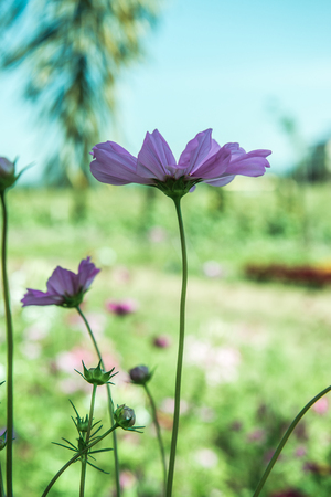 Cosmos flower with blue sky background, Thailand.の写真素材
