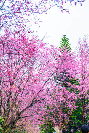 Wild Himalayan Cherry flowers with fog at Khun Wang royal project, Thailand.の写真素材