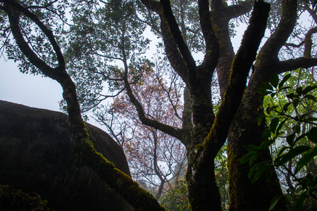 Garden with fog on mountain, Thailand.