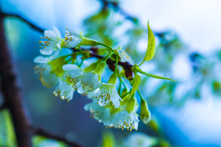 Wild Himalayan Cherry flowers at Khun Wang royal project, Thailand.の写真素材