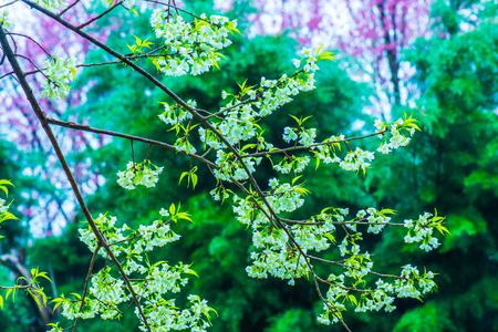 Wild Himalayan Cherry flowers at Khun Wang royal project, Thailand.の写真素材