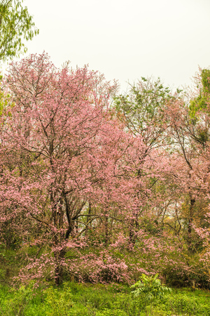 Wild Himalayan Cherry in Khun Wang royal project, Thailand.の写真素材