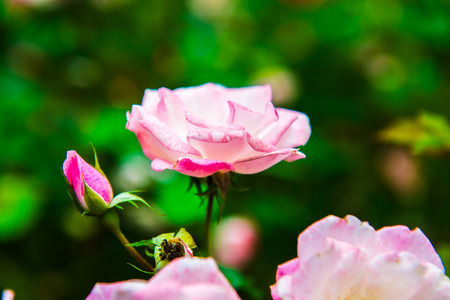 Pink rose in the garden, Thailand.の写真素材