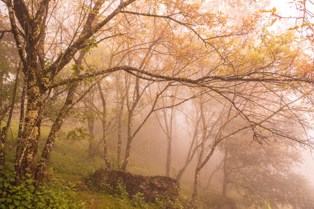 Wild Himalayan Cherry with Fog in Thai, Thailand.の写真素材