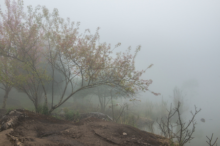 Wild Himalayan Cherry with Fog in Thai, Thailand.の写真素材