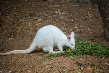 Albino wallaby Macropodidae in Thai, Thailand.の写真素材