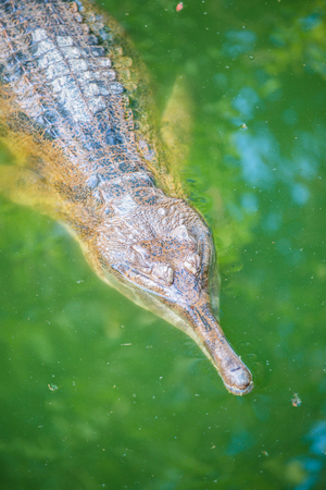 Gavial crocodile in Thai, Thailand.の写真素材
