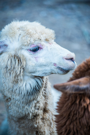 White Alpaca Vicugna pacos in Thai, Thailand.の写真素材