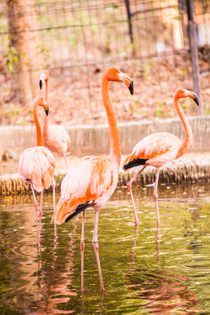 American flamingo in Thai, Thailand.の写真素材