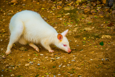 Albino wallaby Macropodidae in Thai, Thailand.の写真素材