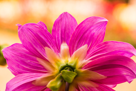 Beautiful Dahlia flower, Thailand.の写真素材
