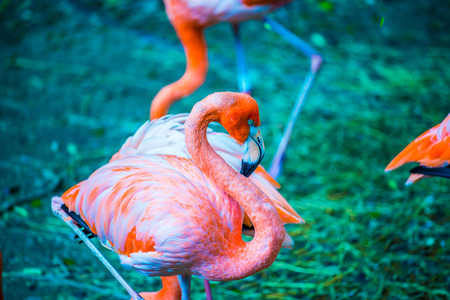American flamingo in Thai, Thailand.の写真素材