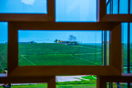 Tea plantation with frame, Thailand.の写真素材