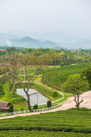 Tea plantation in Thai, Thailand.の写真素材