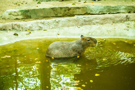 Capybara in Thai, Thailand.の写真素材