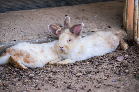 Rabbit on ground, Thailand.の写真素材
