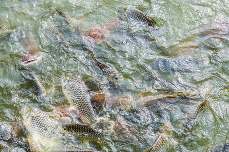 Fish in lake, Thailand.の写真素材