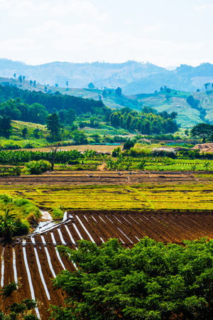 Top view of rice field, Thailand.の写真素材