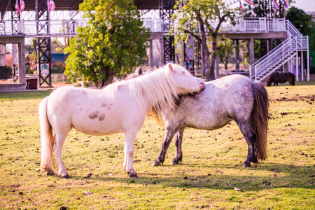 Dwarf horses on green  grass, Thailand.の写真素材