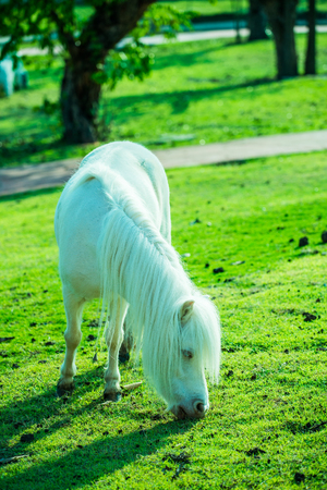 Dwarf horse on green  grass, Thailand.の写真素材