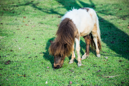 Dwarf horse on green  grass, Thailand.の写真素材