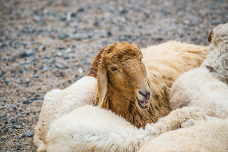 Portrait of sheep, Thailand.の写真素材
