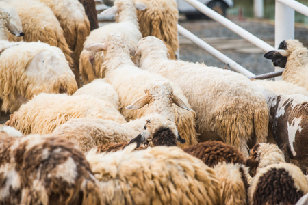 Group of sheeps, Thailand.の写真素材