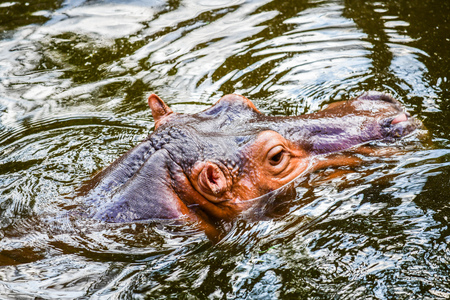 Hippopotamus in the water, Thailand.