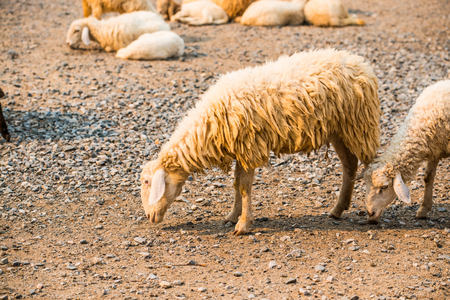 Portrait of sheep, Thailand.の写真素材