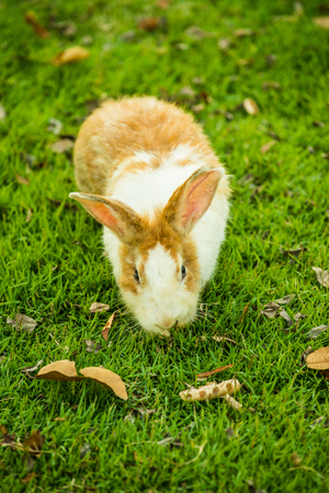 Rabbit on grass yard, Thailand.の写真素材