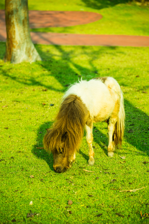 Dwarf horse on green  grass, Thailand.の写真素材