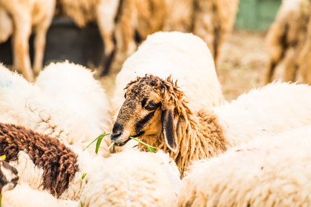 Group of sheeps, Thailand.の写真素材