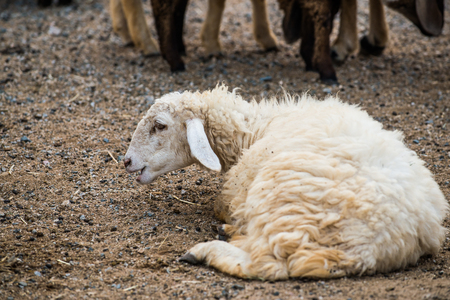 Portrait of sheep, Thailand.の写真素材
