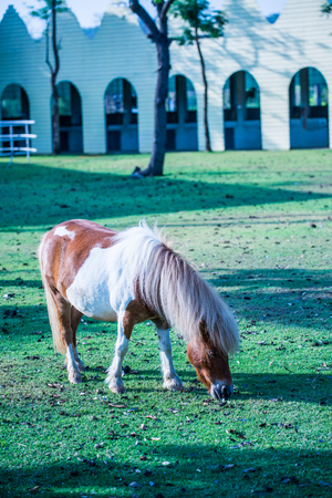 Dwarf horse on green  grass, Thailand.の写真素材