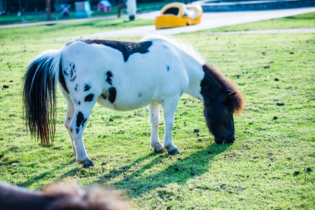 Dwarf horse on green  grass, Thailand.の写真素材
