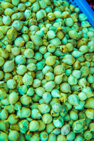 Background of elephant garlic, Thailand.の写真素材