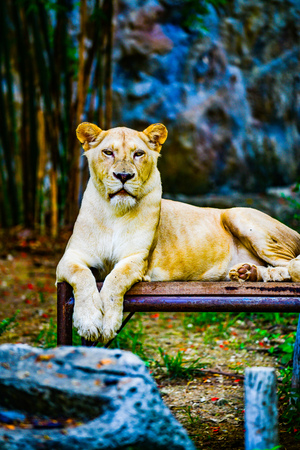 Portrait of lion, Thailand.の写真素材