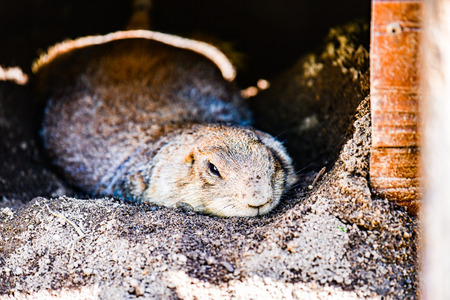 Prairie Dog in Thai, Thailand.